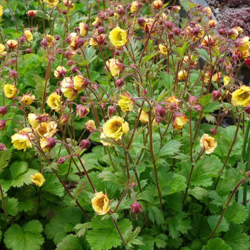 Geum ‘Tempo Yellow’ - Gyömbergyökér