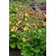 Geum ‘Tempo Yellow’ - Gyömbergyökér