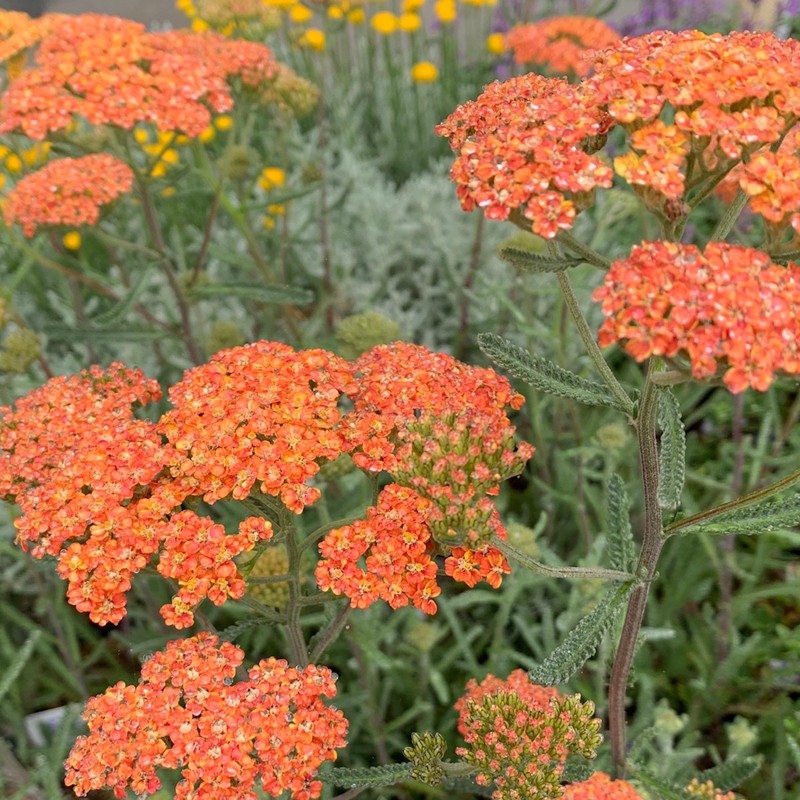 Achillea millefolium 'Terracotta' - Közönséges cickafark