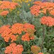 Achillea millefolium 'Terracotta' - Közönséges cickafark