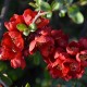 Chaenomeles x superba 'Texas Scarlet' – Jap Bíbor díszbirs