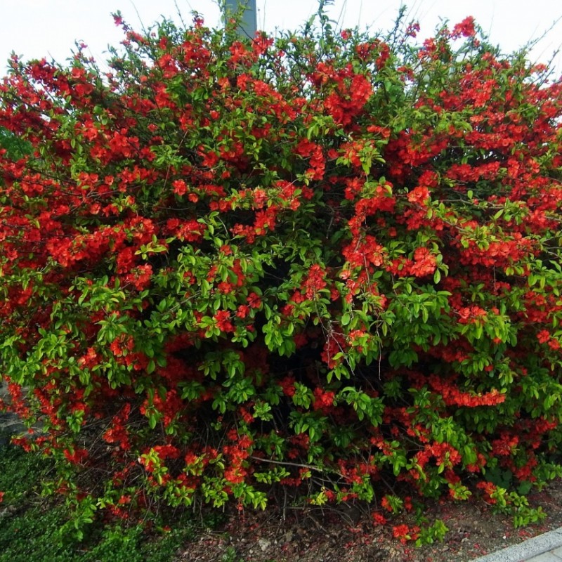 Chaenomeles x superba 'Texas Scarlet' – Jap Bíbor díszbirs