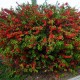 Chaenomeles x superba 'Texas Scarlet' – Jap Bíbor díszbirs