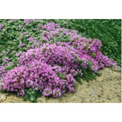 Thymus praecox 'Pseudolanuginosus' – gyapjas kakukkfű