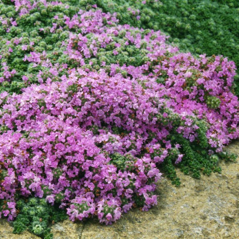 Thymus praecox 'Pseudolanuginosus' – gyapjas kakukkfű