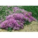 Thymus praecox 'Pseudolanuginosus' – gyapjas kakukkfű