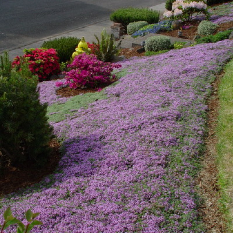 Thymus praecox 'Pseudolanuginosus' – gyapjas kakukkfű