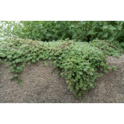 Thymus praecox 'Pseudolanuginosus' – gyapjas kakukkfű