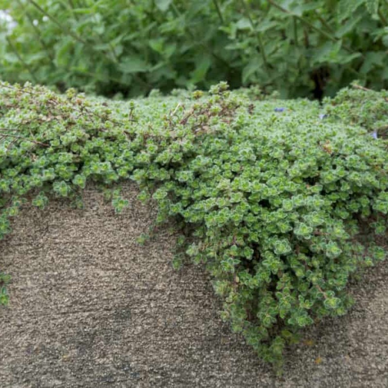 Thymus praecox 'Pseudolanuginosus' – gyapjas kakukkfű