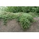 Thymus praecox 'Pseudolanuginosus' – gyapjas kakukkfű