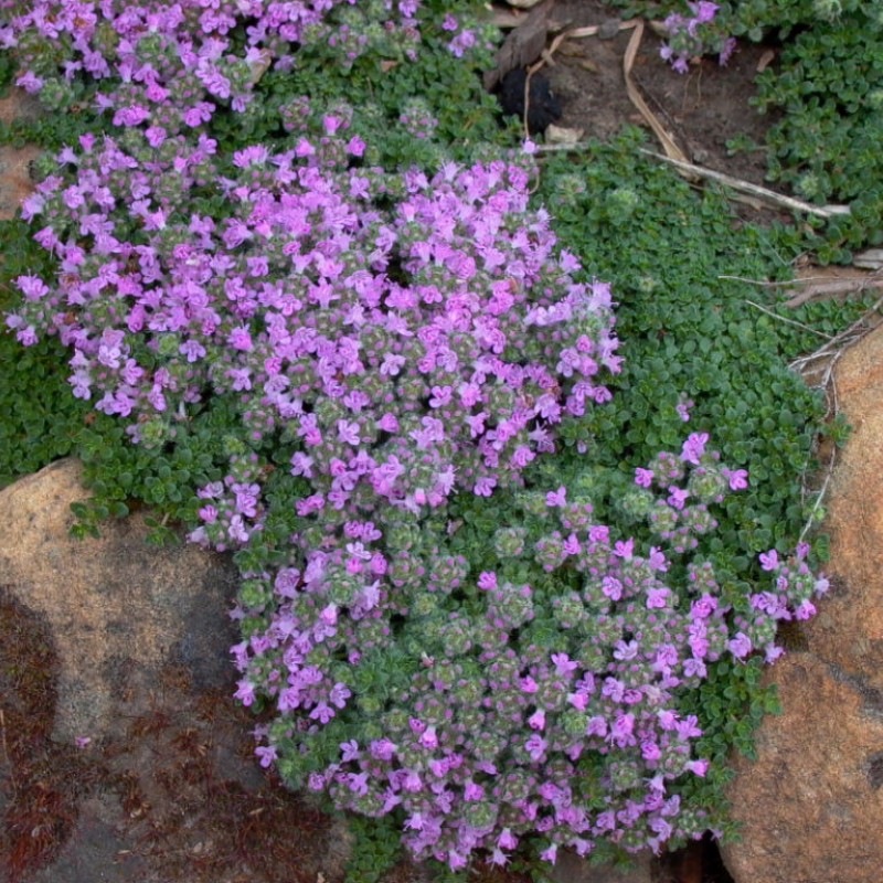 Thymus praecox 'Pseudolanuginosus' – gyapjas kakukkfű