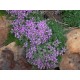 Thymus praecox 'Pseudolanuginosus' – gyapjas kakukkfű