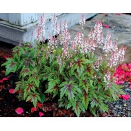 Tiarella ‘Sylvan Lace’  - Turbánatok