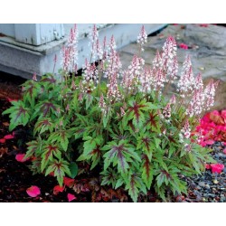 Tiarella ‘Sylvan Lace’  - Turbánatok