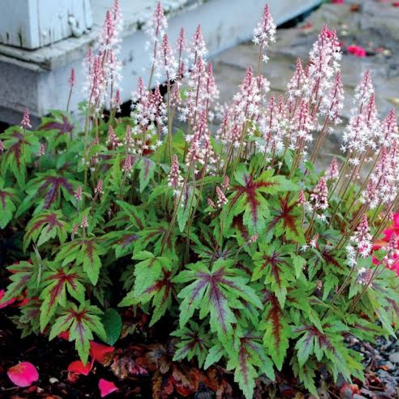 Tiarella ‘Sylvan Lace’  - Turbánatok