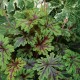 Tiarella ‘Sylvan Lace’  - Turbánatok