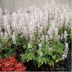 Tiarella ‘Sylvan Lace’  - Turbánatok