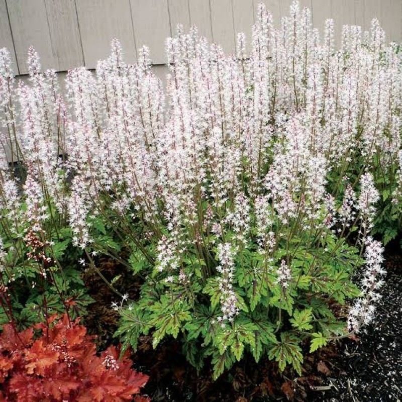 Tiarella ‘Sylvan Lace’  - Turbánatok