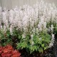 Tiarella ‘Sylvan Lace’  - Turbánatok