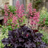 Heuchera ‘Timeless Night’ - Tűzeső