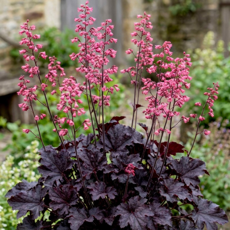 Heuchera ‘Timeless Night’ - Tűzeső