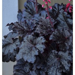 Heuchera ‘Timeless Night’ - Tűzeső