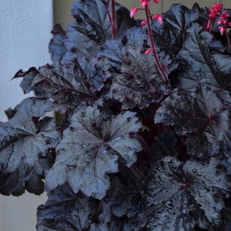 Heuchera ‘Timeless Night’ - Tűzeső