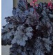 Heuchera ‘Timeless Night’ - Tűzeső