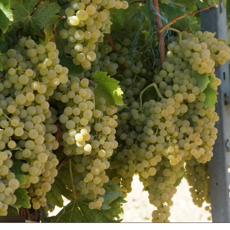 Trebbiano Toscano Borszőlő
