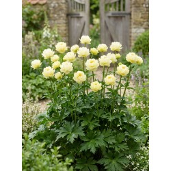 Trollius x cultorum ‘New Moon’ - Kerti zergeboglár