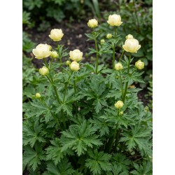Trollius x cultorum ‘New Moon’ - Kerti zergeboglár