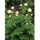 Trollius x cultorum ‘New Moon’ - Kerti zergeboglár
