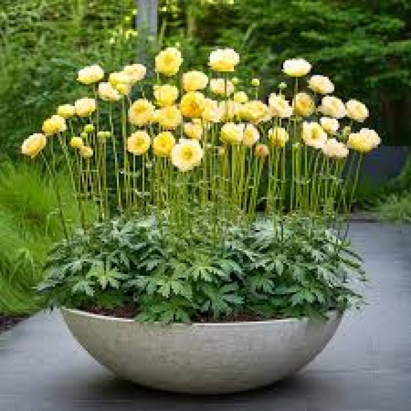 Trollius x cultorum ‘New Moon’ - Kerti zergeboglár
