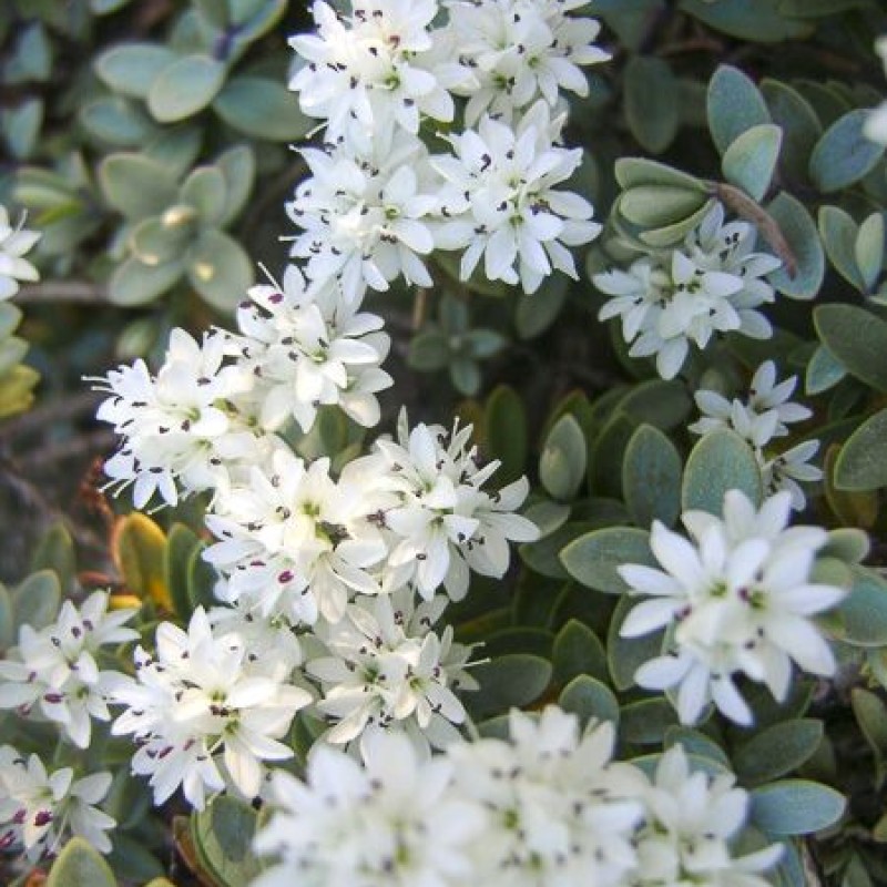 Veronica sect. Hebe ‘Cobb Valley’ – örökzöld veronikacserje
