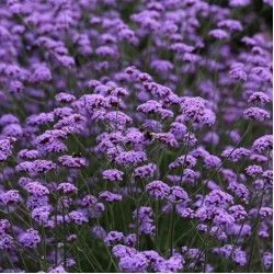 Verbena bonariensis ‘Vanity’ – ernyős verbéna