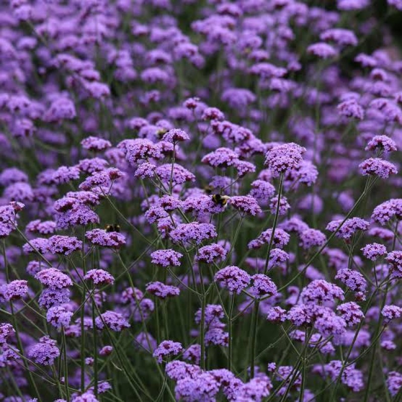 Verbena bonariensis ‘Vanity’ – ernyős verbéna