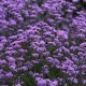 Verbena bonariensis ‘Vanity’ – ernyős verbéna