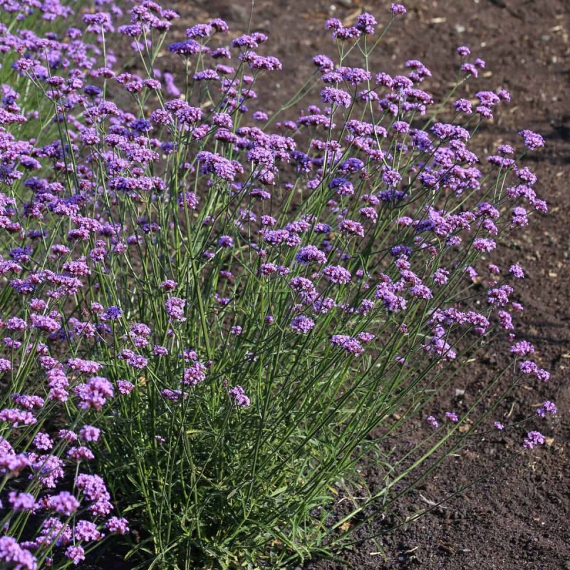 Verbena bonariensis ‘Vanity’ – ernyős verbéna
