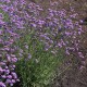 Verbena bonariensis ‘Vanity’ – ernyős verbéna