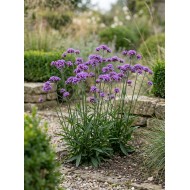 Verbena bonariensis ‘Vanity’ – ernyős verbéna