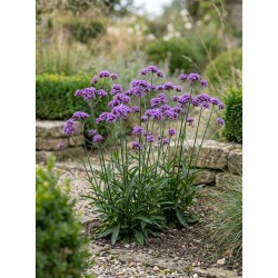 Verbena bonariensis ‘Vanity’ – ernyős verbéna