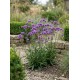 Verbena bonariensis ‘Vanity’ – ernyős verbéna