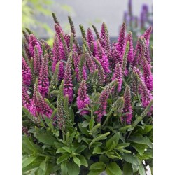 Veronica spicata 'Bubblegum Candles' – rózsaszín füzéres veronika