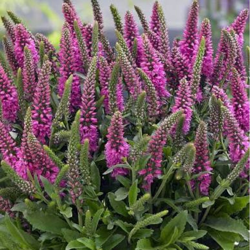 Veronica spicata 'Bubblegum Candles' – rózsaszín füzéres veronika