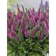 Veronica spicata 'Bubblegum Candles' – rózsaszín füzéres veronika