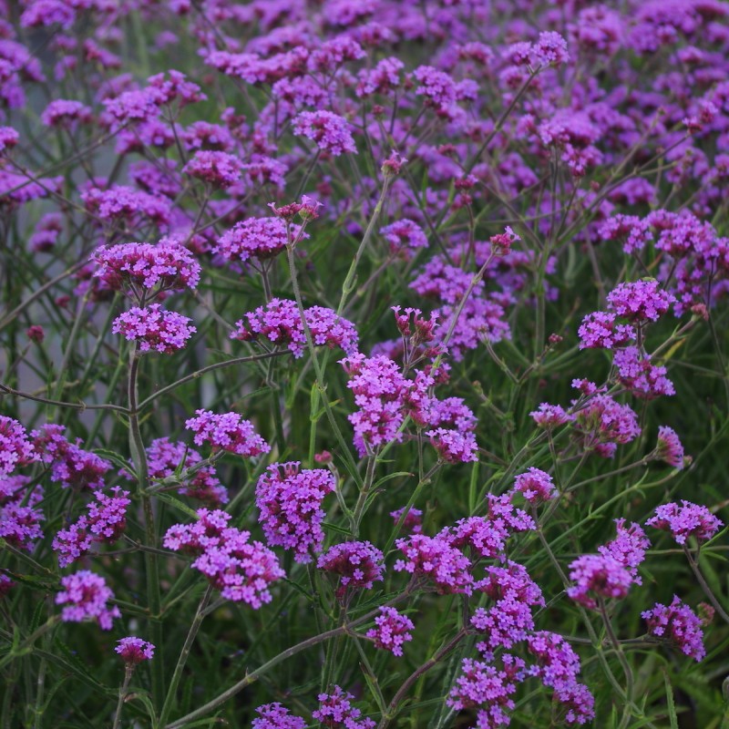 Verbena bonariensis ‘Lollipop’ – Argentin verbéna