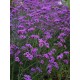 Verbena bonariensis ‘Lollipop’ – Argentin verbéna
