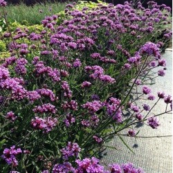 Verbena bonariensis ‘Lollipop’ – Argentin verbéna