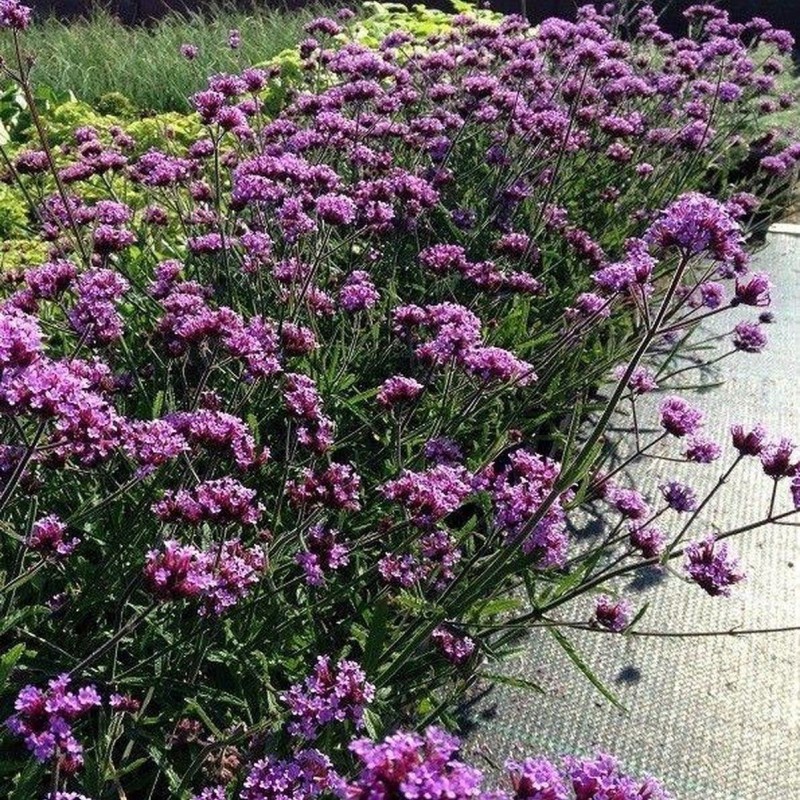 Verbena bonariensis ‘Lollipop’ – Argentin verbéna