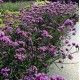 Verbena bonariensis ‘Lollipop’ – Argentin verbéna